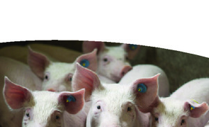 Aromabiotic pigs.pdf