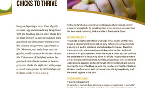 What stockmen need to know for chicks to thrive.pdf